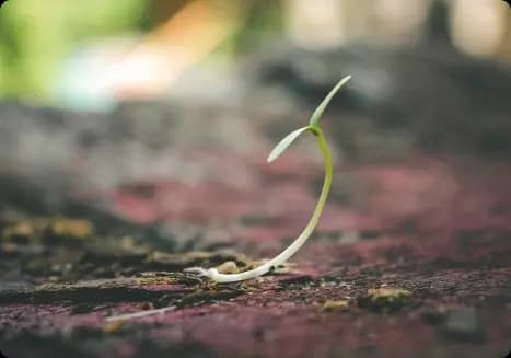 Never Underestimate The Power Of A Seed