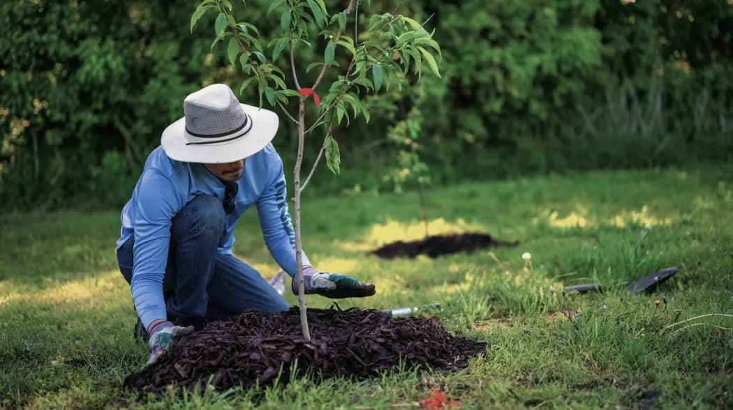 Planting Trees For Better Tomorrow