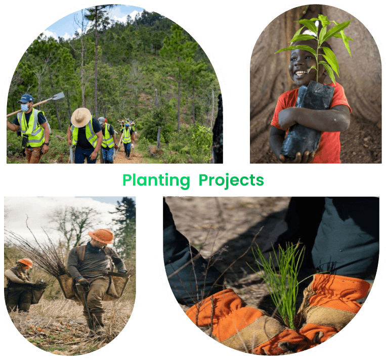 Planting projects
