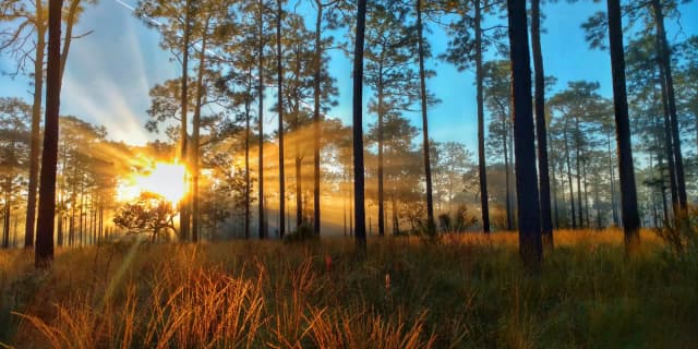 This is the sample image for the Longleaf Pine Reforestation Project of Plantd