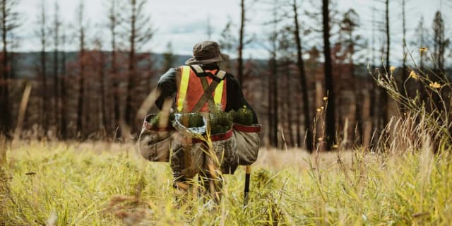 This is the sample image for the Natural Disaster Reforestation Project of Plantd