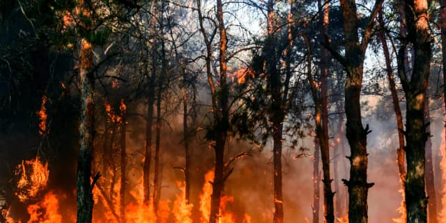 This is the sample image for the Rim Wildfire Restoration Project of Plantd