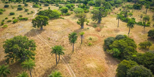 This is the sample image for the Senegal Farming & Reforestation Project of Plantd