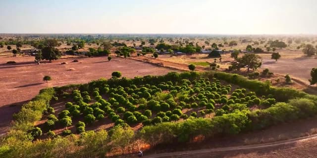 This is the sample image for the Senegal Agroforestry Project of Plantd