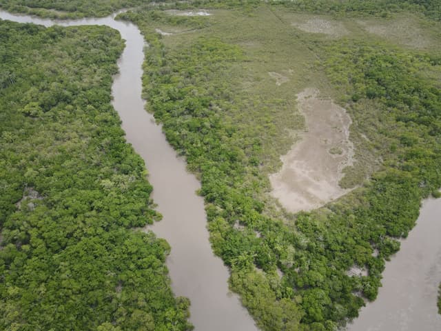 This is the sample image for the Brazil Mangrove Restoration Project of Plantd