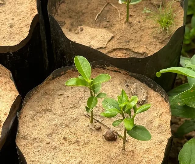 senegal-agroforestry-project-image
