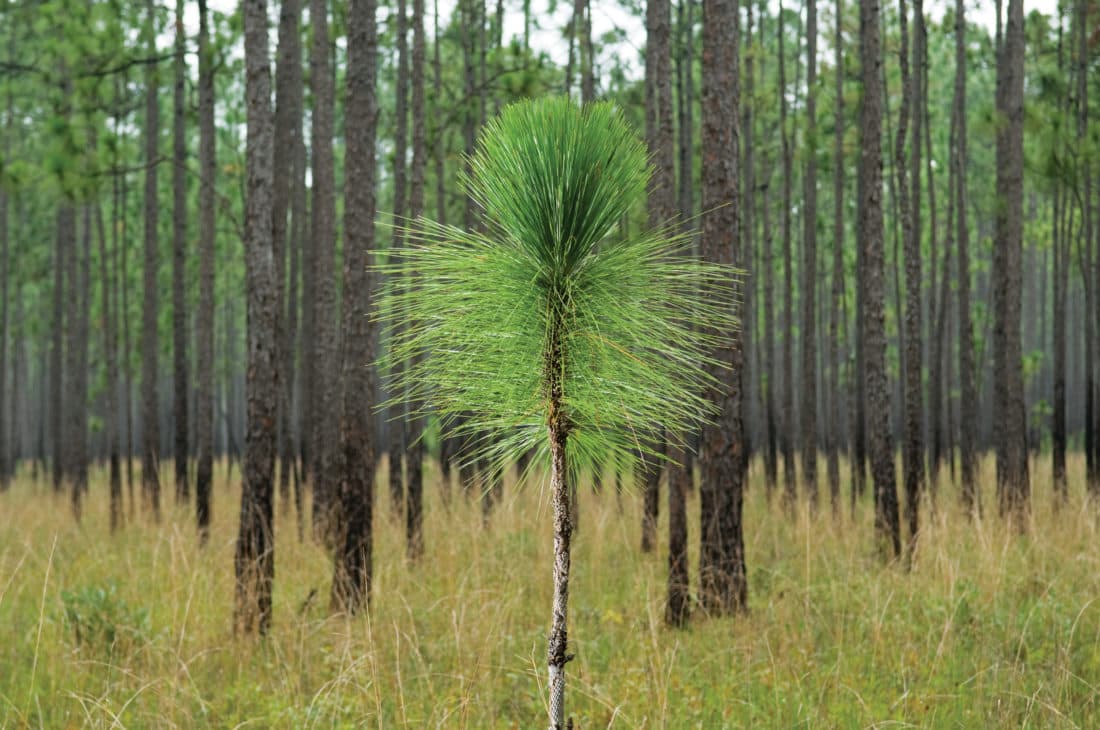 Plantd Supports the Longleaf Pine Restoration in East Texas