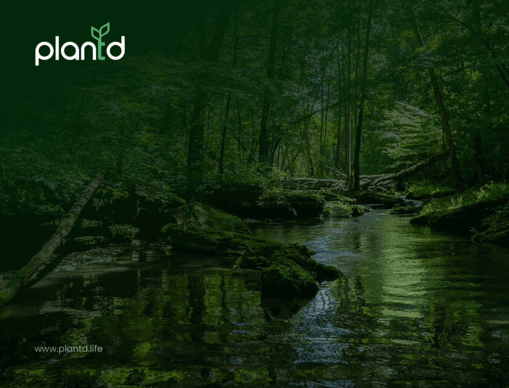 10 Ways Tree Planting Programs Create Lasting Change