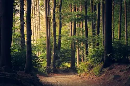 Reforestation project
