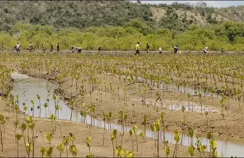 Volunteers planting mangrove seedlings in Kenya