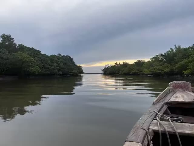 Mangrove forest restoration site along a river