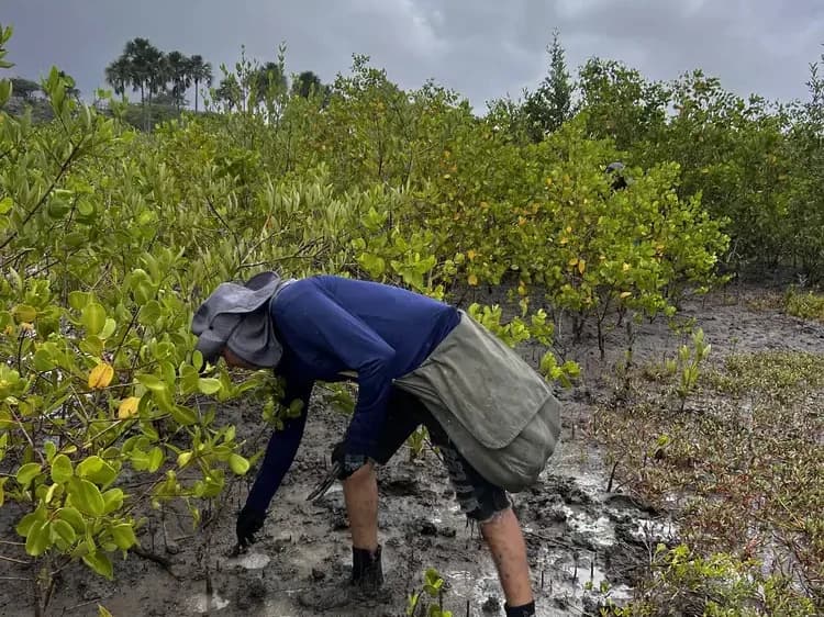 Volunteer planting mangrove seedlings