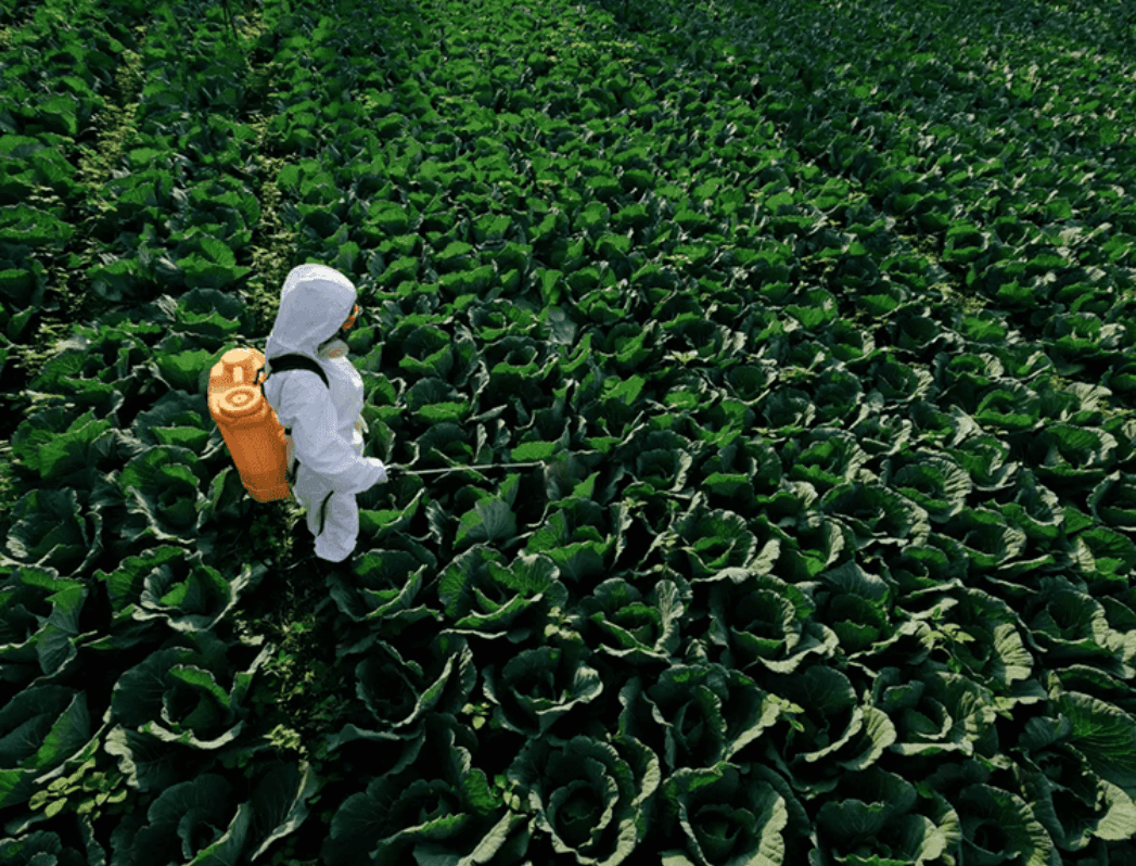 Why Monoculture Fails: How Agroforestry Offers a More Sustainable Way.