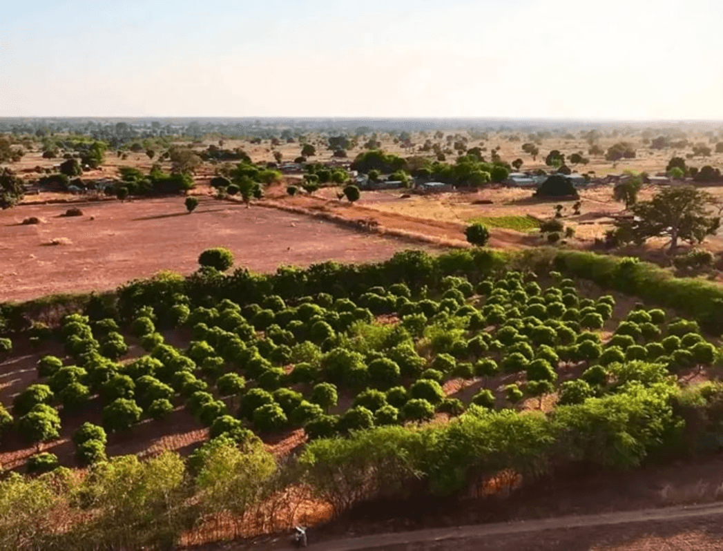 Senegal Agroforestry Project: Restoring Land & Empowering Communities.