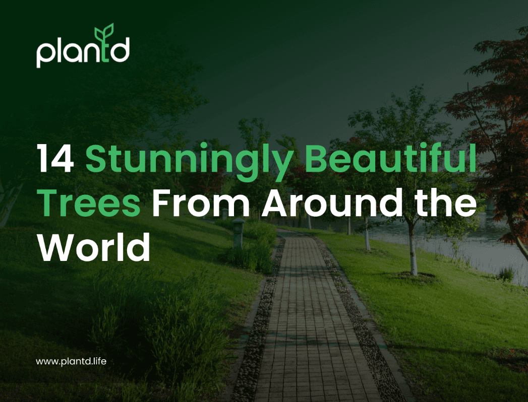 14 Stunningly Beautiful Trees From Around the World