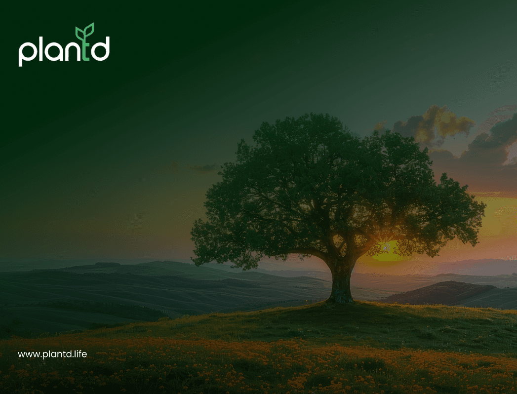 The Life Cycle of a Tree: What It Takes to Grow Something That Lasts