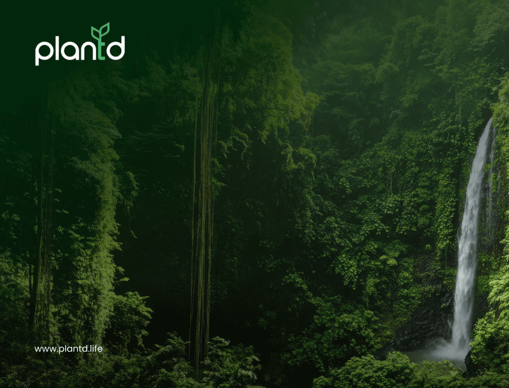 How Planting Trees in the Amazon Rainforest Helps the Planet