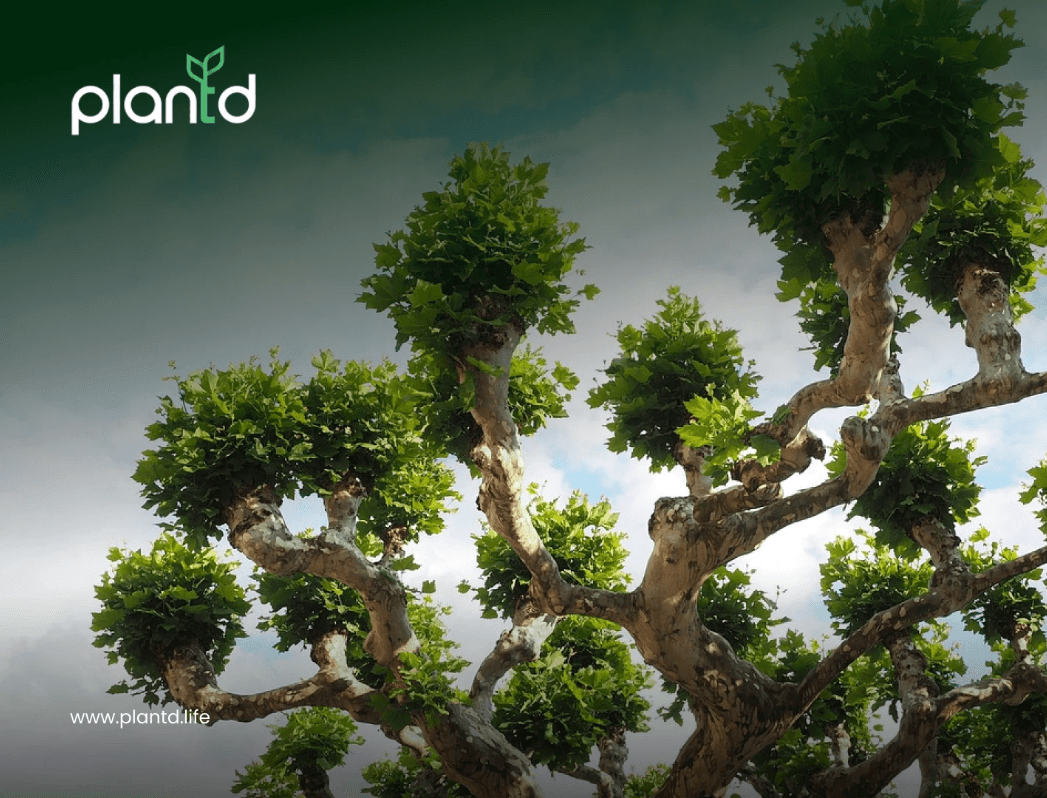 What You Need to Know Before Planting a Sycamore Tree