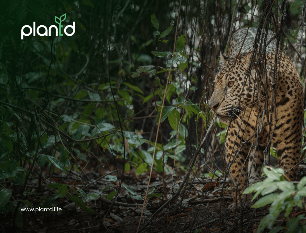 What Is a Biodiversity Hotspot? Definition, Global List & Urgent Threa