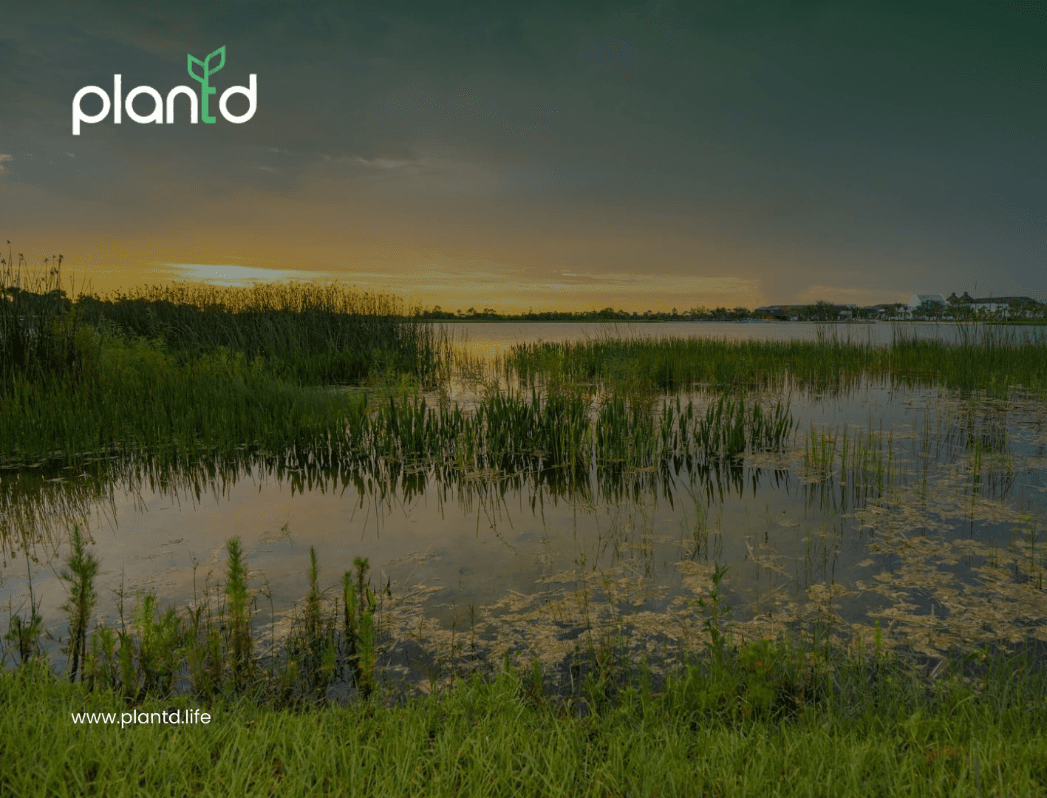 10 Fun Facts About Wetlands That Will Surprise You