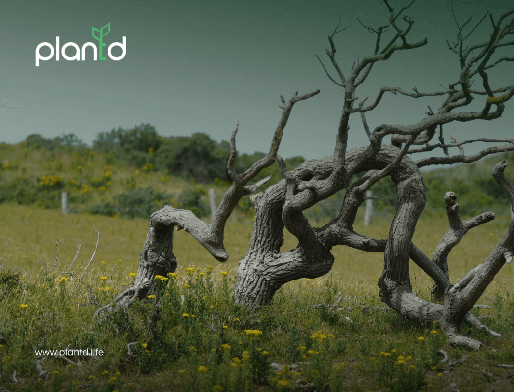 10 Hidden Effects of Deforestation That Deserve Your Attention