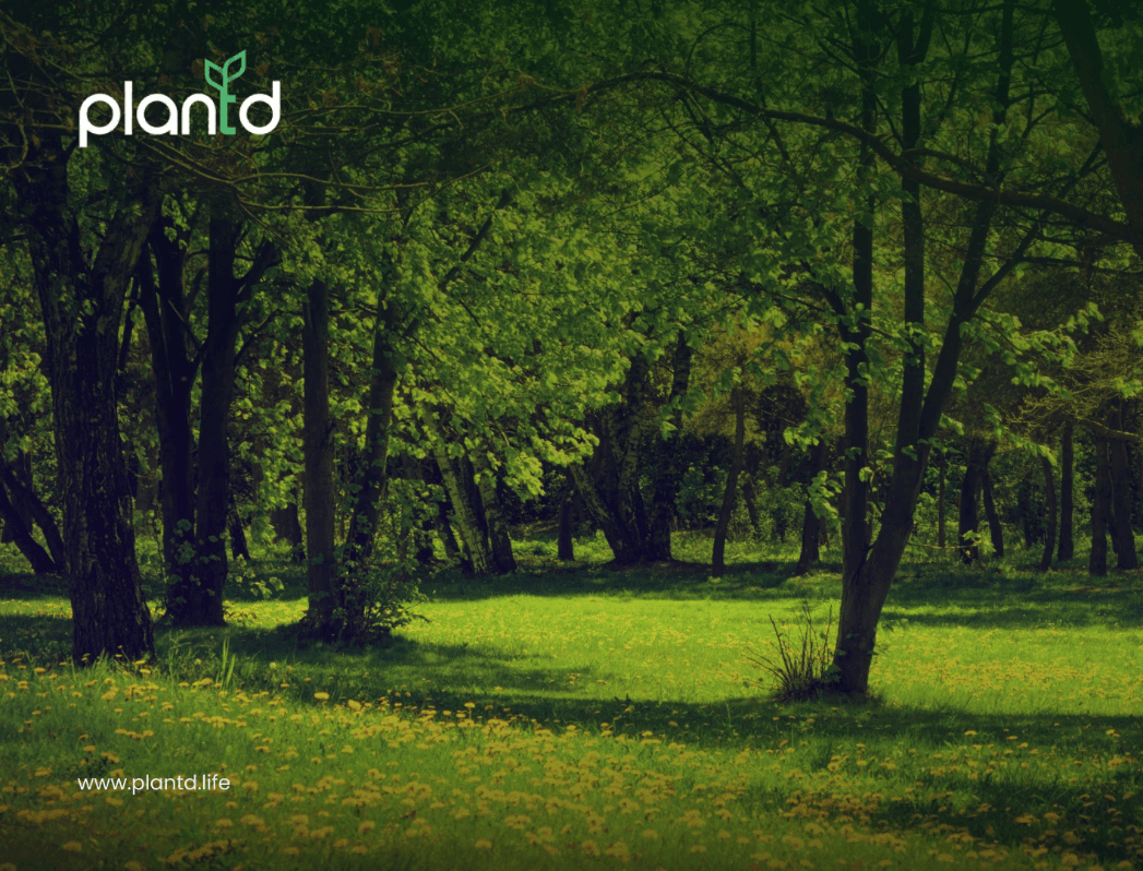 5 Signs of a Healthy Forest You Should Know