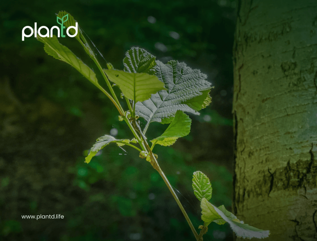 How Much CO₂ Does a Tree Absorb?