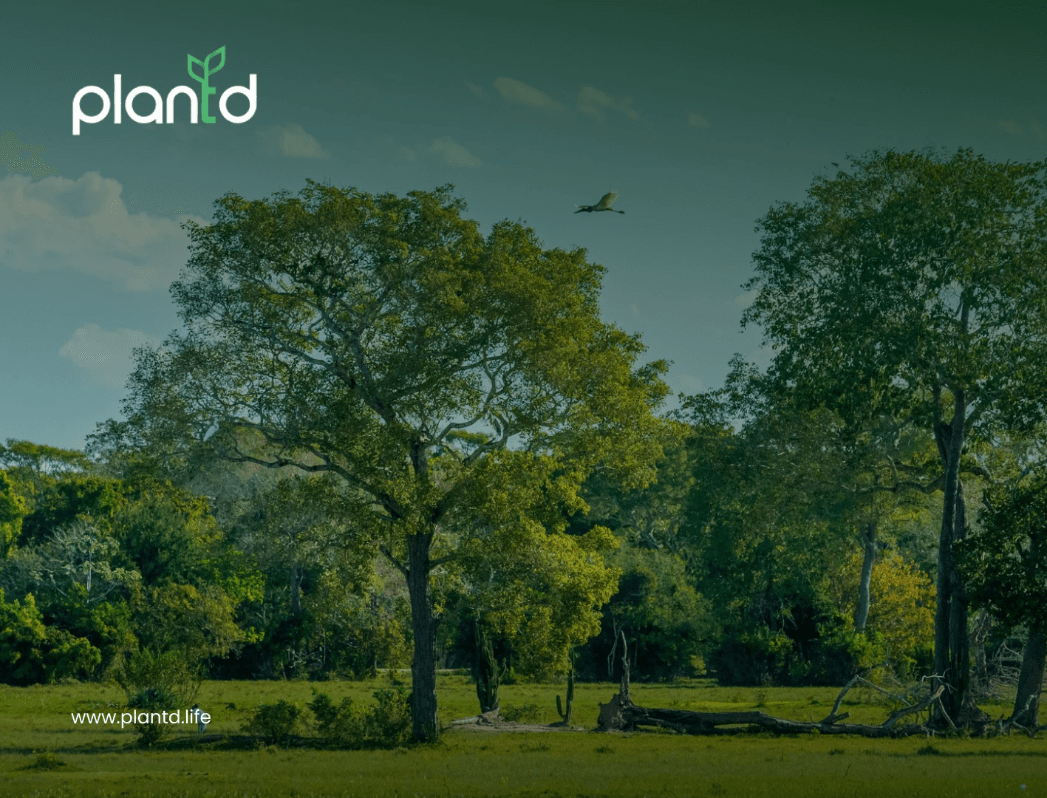 Understanding How Trees Clean the Air & Serve as Nature’s Air Filter