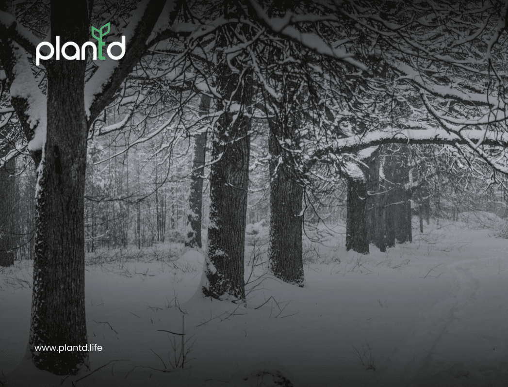 What Trees in Winter Go Through & How It Affects Their Health