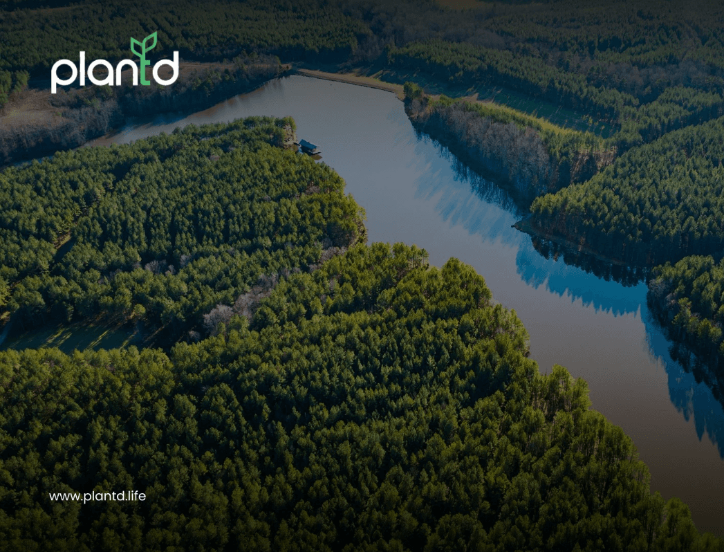 How Healthy Forests Support Biodiversity & Water Cycles