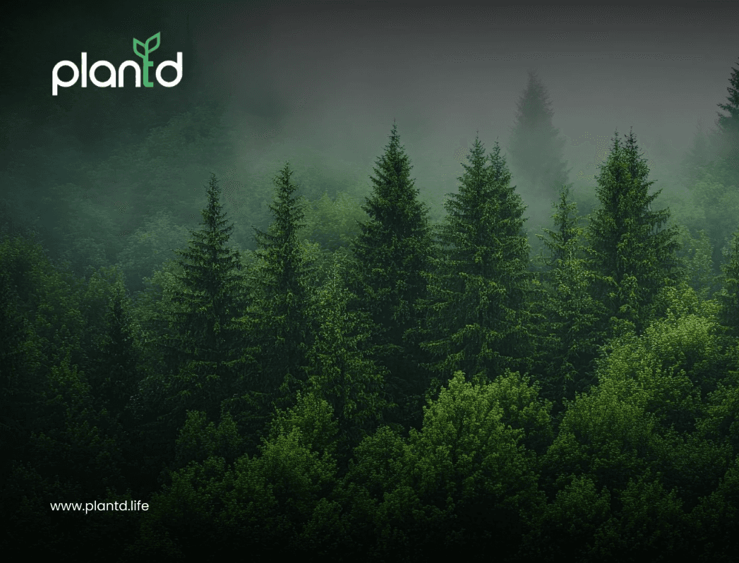 Major Types of Forest Trees and Where They Grow