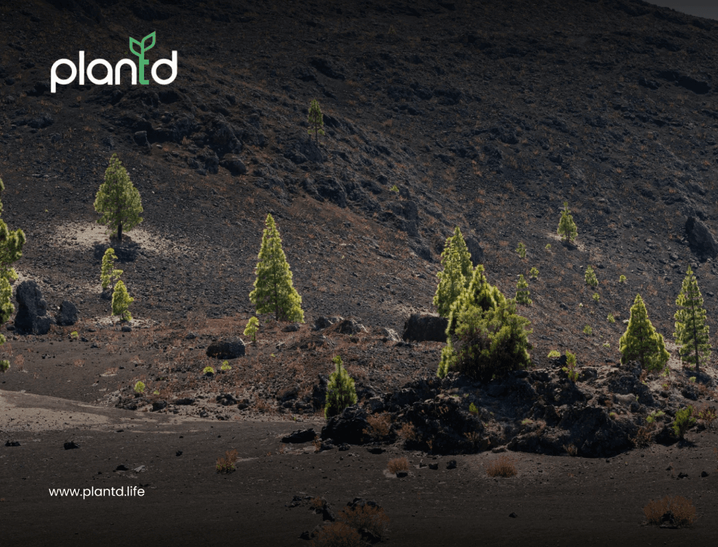 What Happens to Ecosystems After Forest Fires?