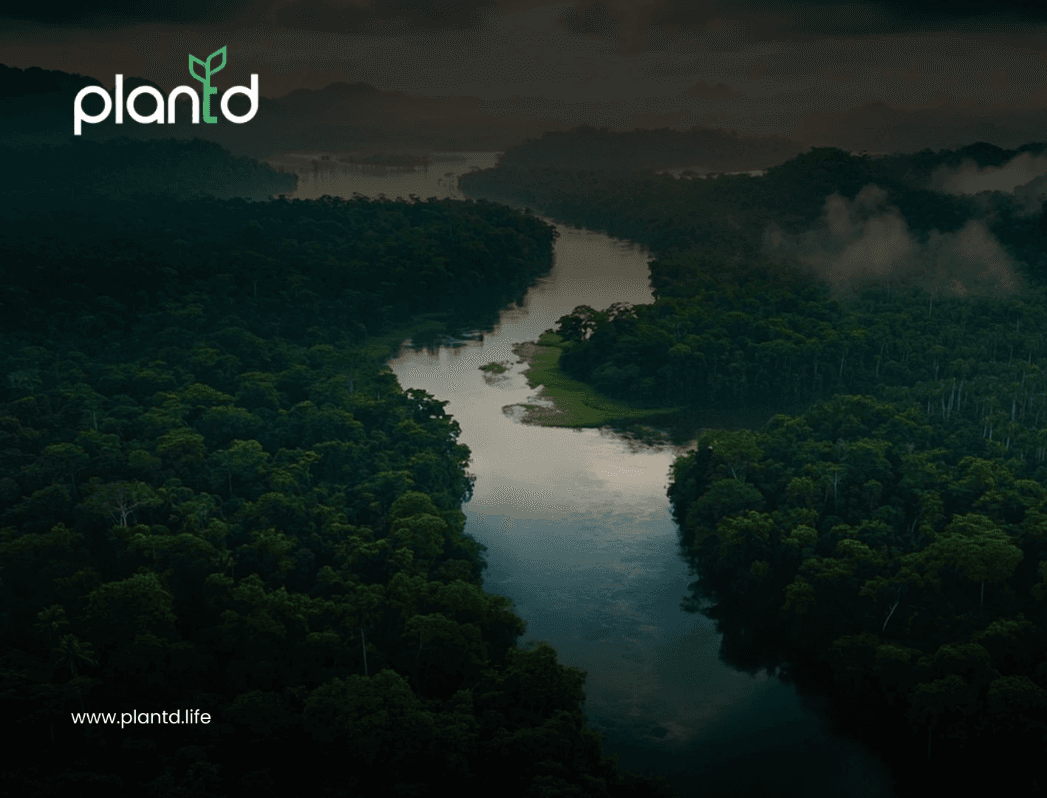 Where Are the Oldest Forests in the World?