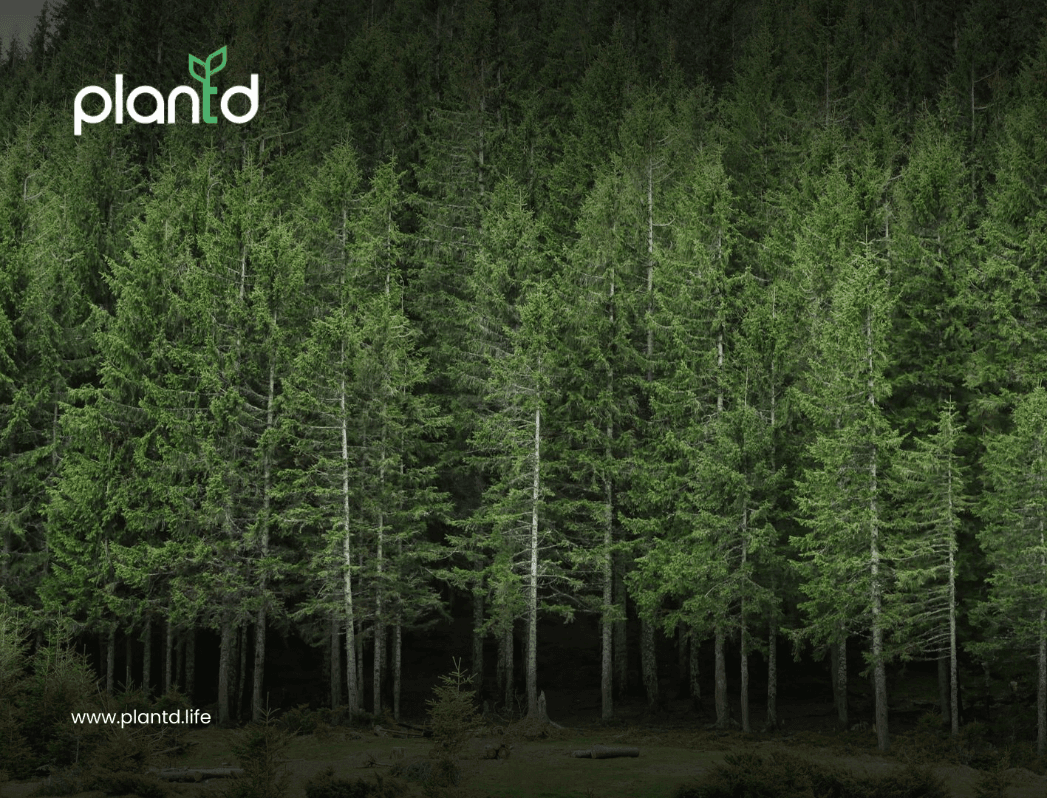 10 Fascinating Facts About the Taiga Biome You Didn’t Know