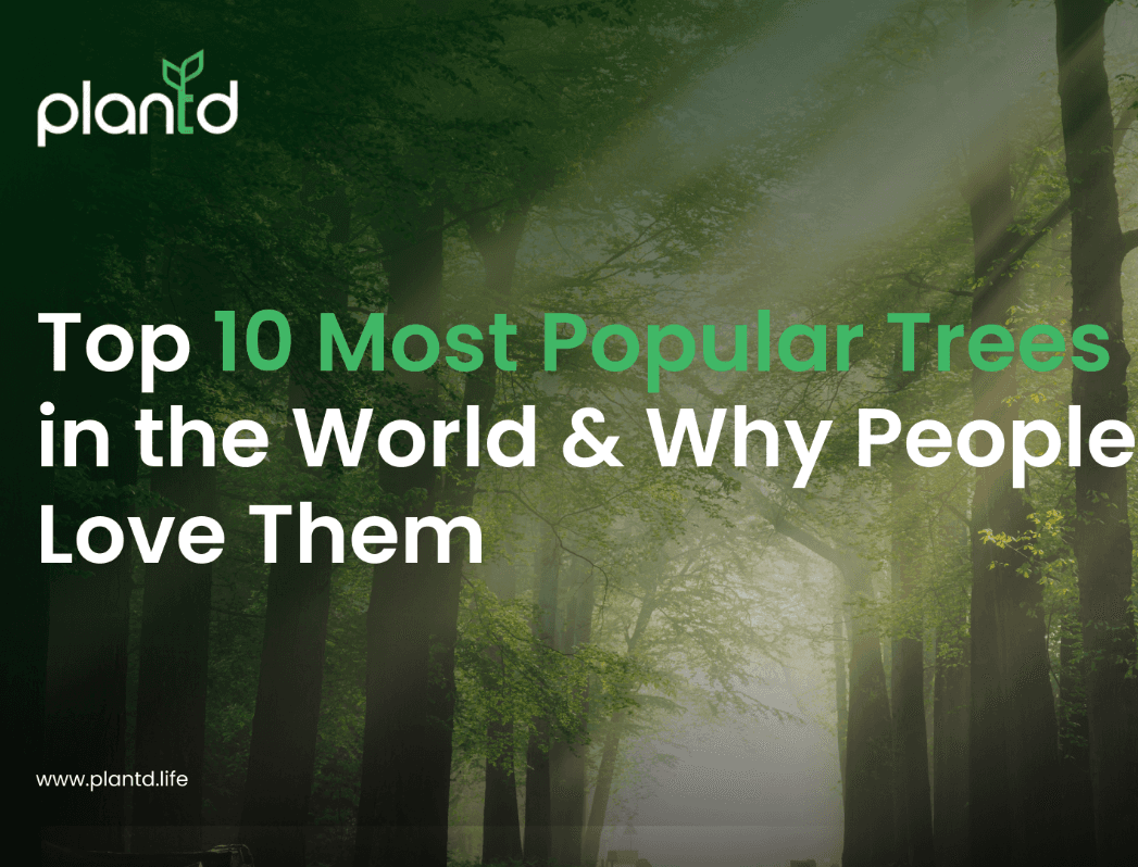 Plantd | Top 10 Most Popular Trees in the World & Why People Love Them