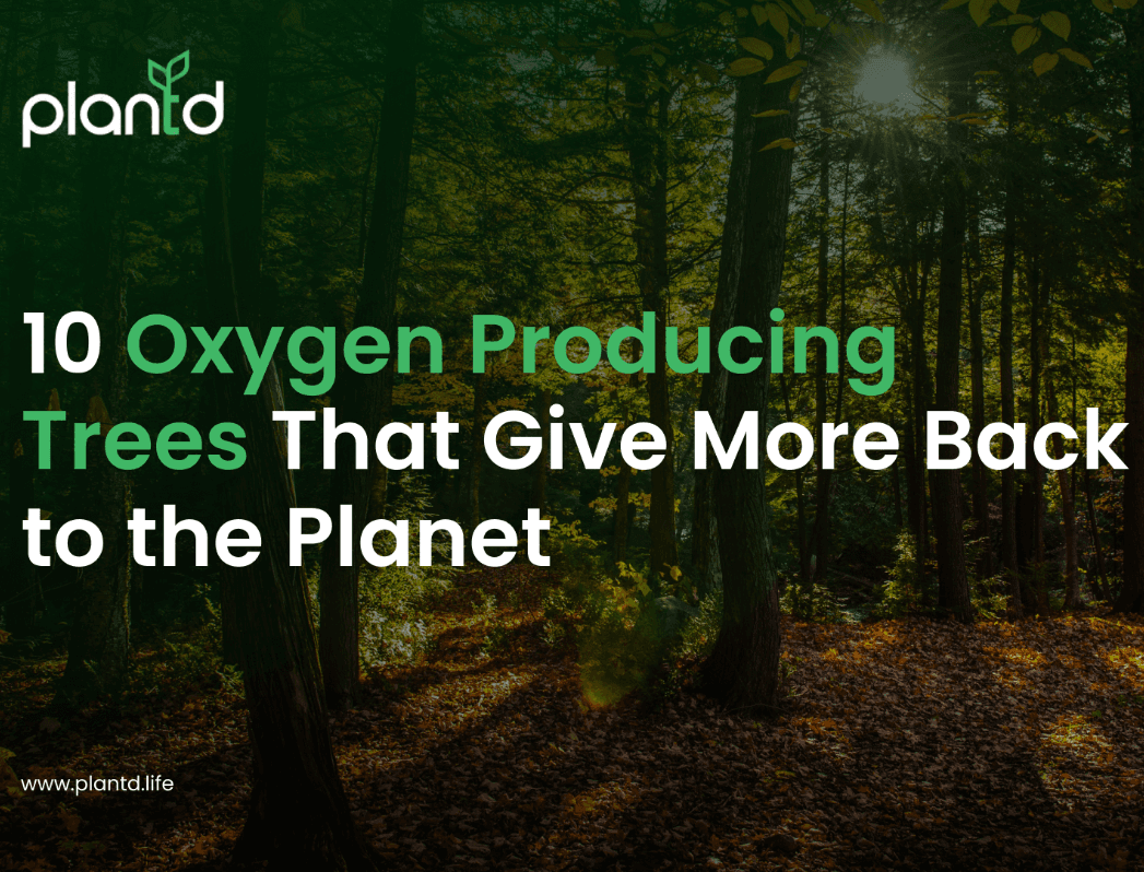Plantd | 10 Oxygen Producing Trees That Give More Back to the Planet