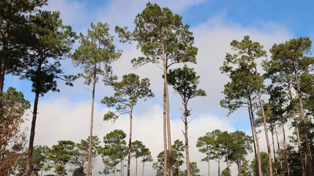 This is a sample forest of Texas Longleaf Pines