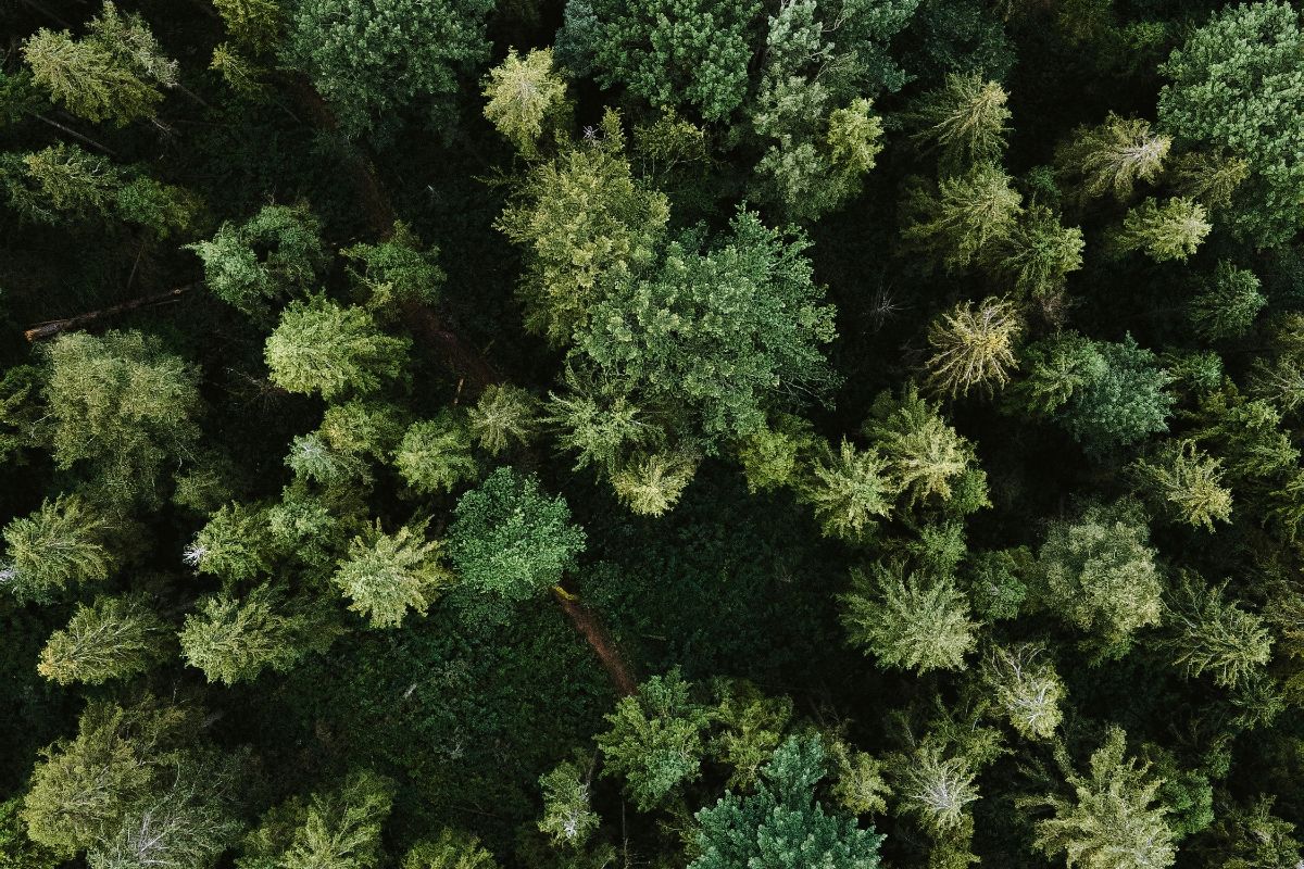 carbon cycle through trees