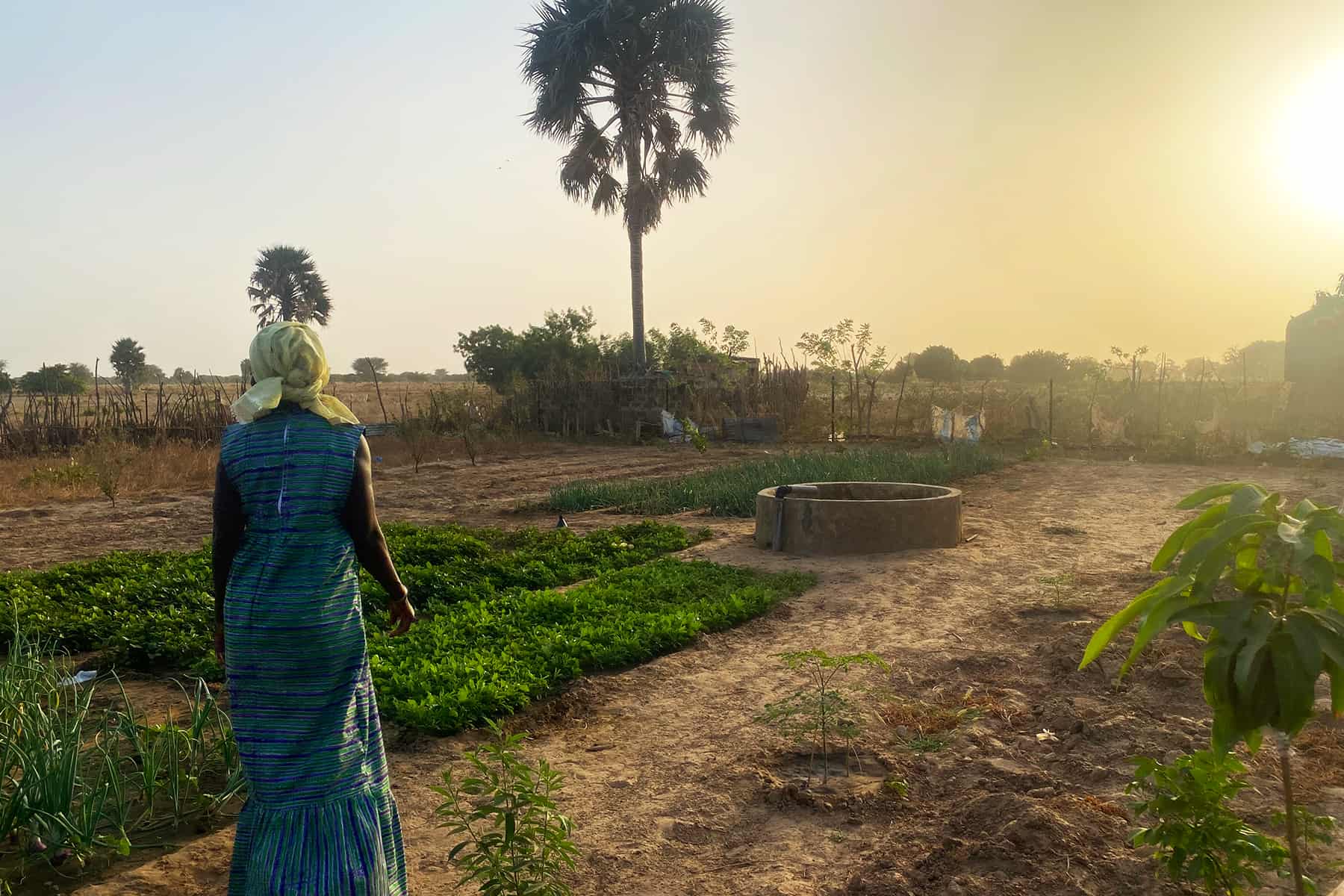 Senegal Reforestation with Plantd