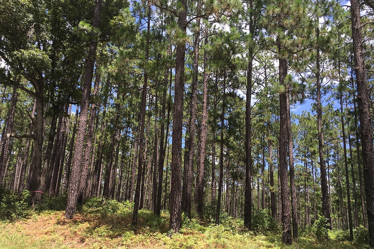 texas longleaf pine