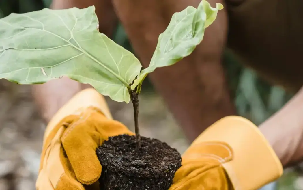 person-planting-img