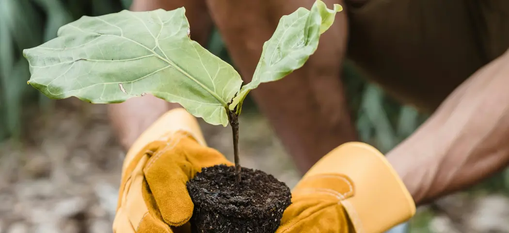 person-planting-tree-img