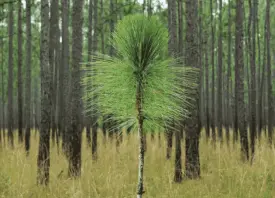 long-leaf-pine-reforestation-project img