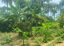 senegal-farming-and-reforestation img